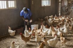 拉白痢、喜臥、腿瘸等大腸桿菌現(xiàn)象層出不窮？