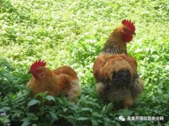 夏季高溫解暑抗應(yīng)激解決腸道菌群紊亂?。? /></a>
                                                        </div>
                                                    </div>
                                                    <div   id=