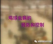 夏季球蟲到底該怎么預(yù)防治療？都在這里！