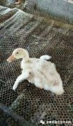 鴨子病毒性漿膜炎大片傷亡！根本治不住都想放