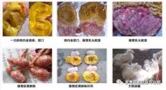 雞腺胃炎跟腸道混感?。夹g(shù)指導(dǎo)）