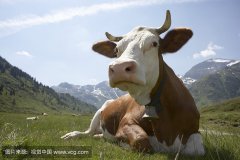 肥牛養(yǎng)殖過(guò)程中存在的問(wèn)題，以及解決的方法。