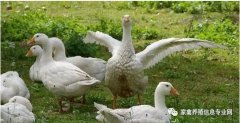 怎么治療鵝痛風(fēng)問題？快進(jìn)來看看！