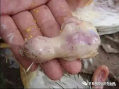 肉雞最頭疼的還是腺肌胃炎，到底該怎么解決？
